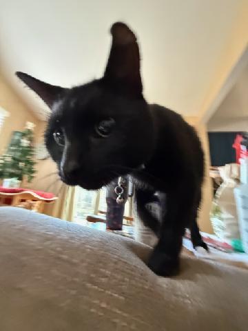 Enlarge Binx, an adopted Domestic Short Hair in Odenton, MD image 2/2