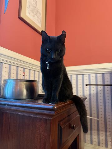 Enlarge Binx, an adopted Domestic Short Hair in Odenton, MD image 1/2