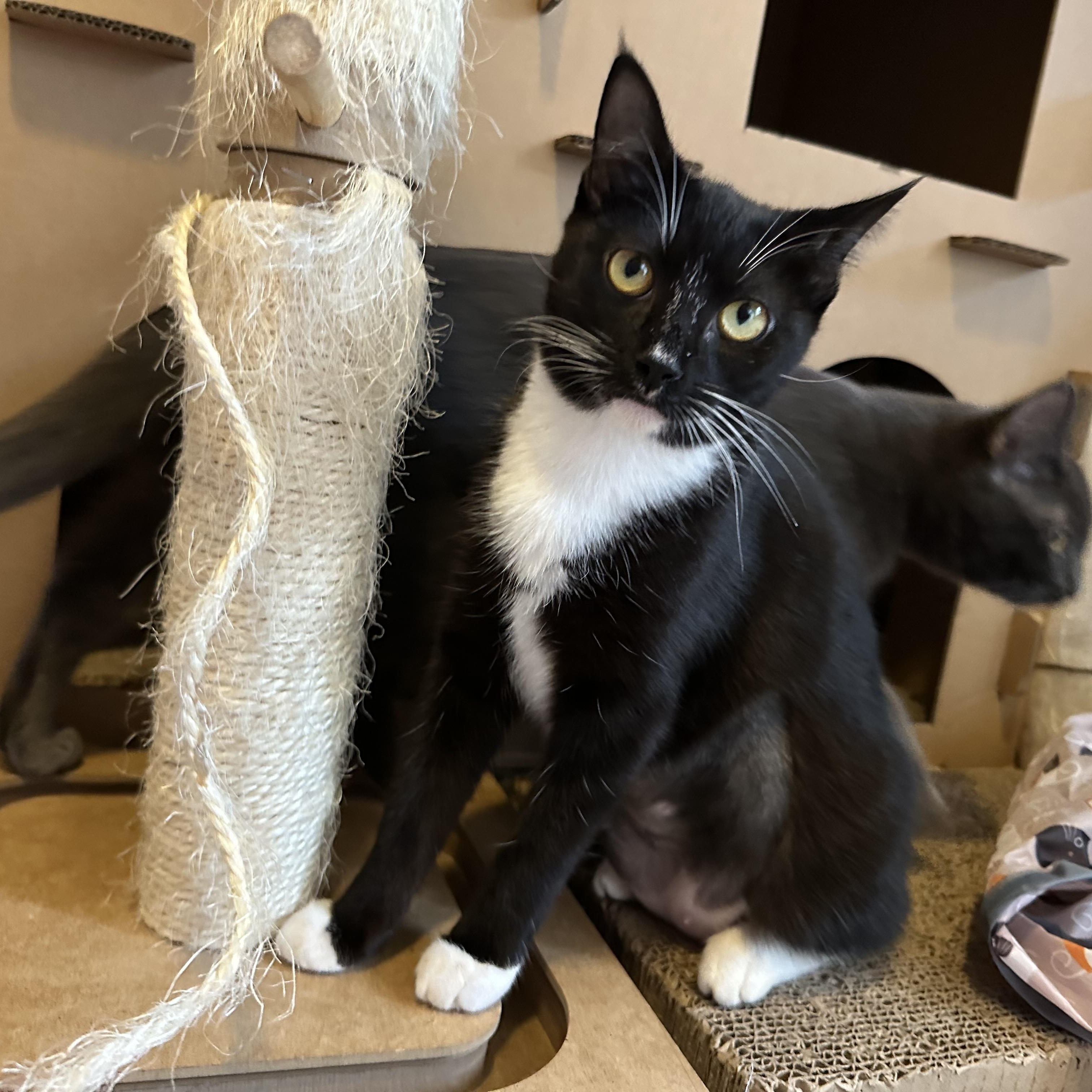 Moonpie (bonded to Georgie), a ADOPTABLE Domestic Short Hair in Portland, OR image 2/6