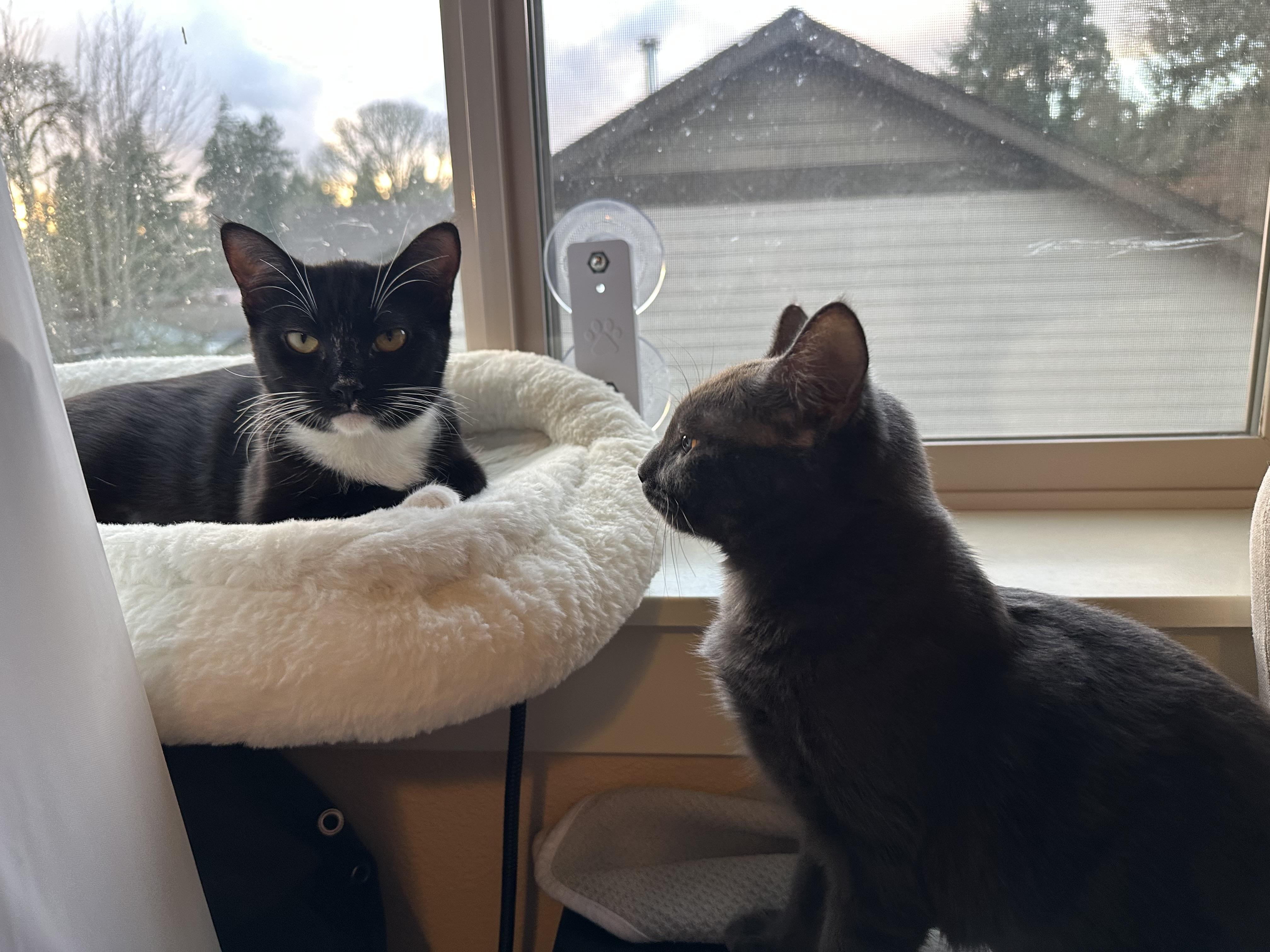 Moonpie (bonded to Georgie), a ADOPTABLE Domestic Short Hair in Portland, OR image 3/6