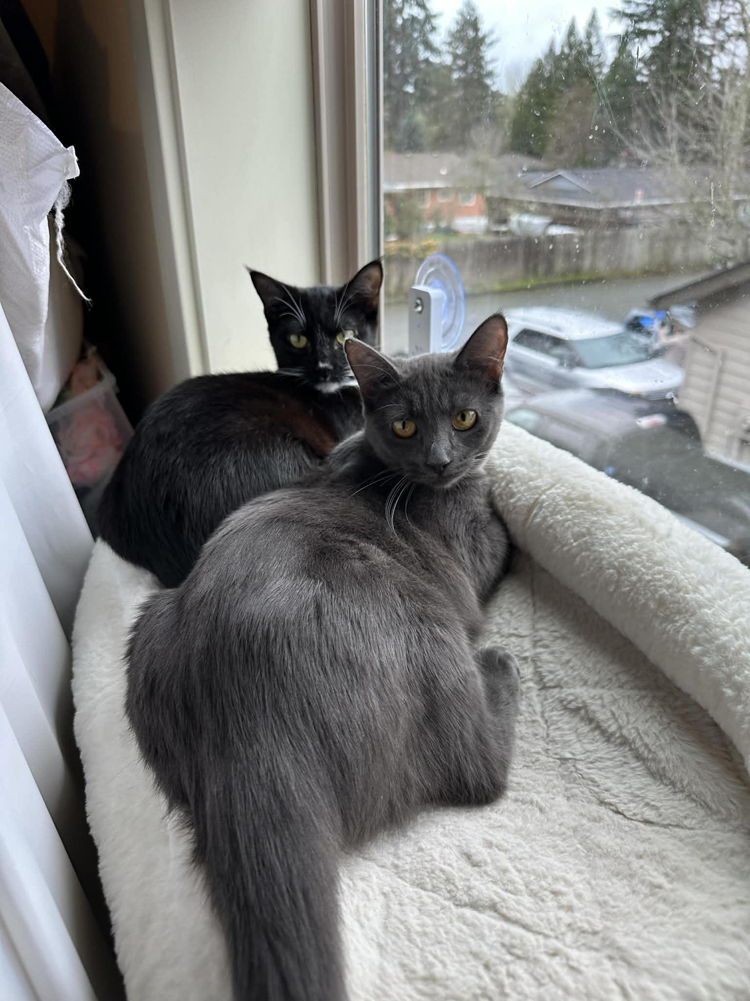 Moonpie (bonded to Georgie), a ADOPTABLE Domestic Short Hair in Portland, OR image 5/6