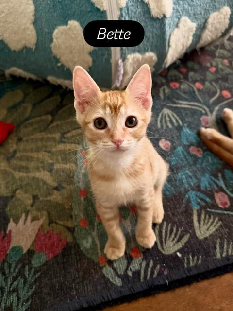 Enlarge Bette, a Adoptable Abyssinian in Parlier, CA image 1/5