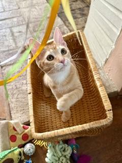 Enlarge Bette, a Adoptable Abyssinian in Parlier, CA image 2/5