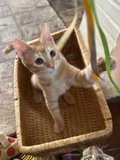 Enlarge Bette, a Adoptable Abyssinian in Parlier, CA image 3/5