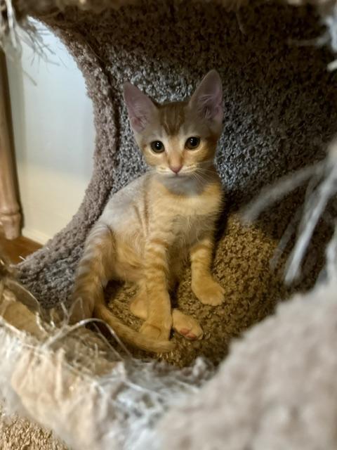 Enlarge Bette, a Adoptable Abyssinian in Parlier, CA image 4/5