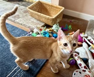 Enlarge Bette, a Adoptable Abyssinian in Parlier, CA image 5/5