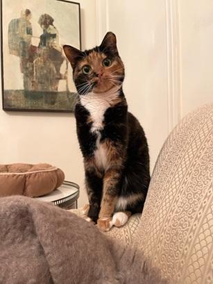 Enlarge Harmony, a Adoptable mixed breed in San Francisco, CA image 1/6