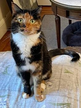 Enlarge Harmony, a Adoptable mixed breed in San Francisco, CA image 2/6