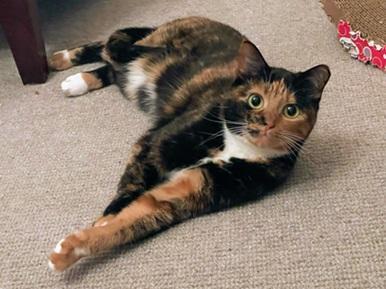 Enlarge Harmony, a Adoptable mixed breed in San Francisco, CA image 3/6