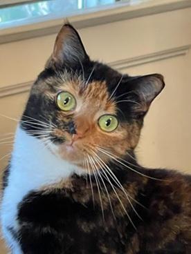 Enlarge Harmony, a Adoptable mixed breed in San Francisco, CA image 4/6