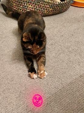 Enlarge Harmony, a Adoptable mixed breed in San Francisco, CA image 5/6