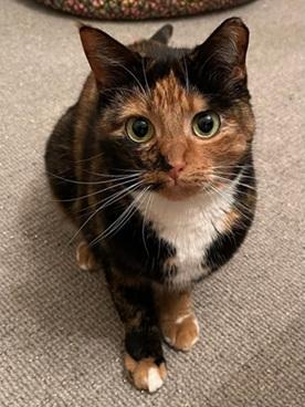 Enlarge Harmony, a Adoptable mixed breed in San Francisco, CA image 6/6