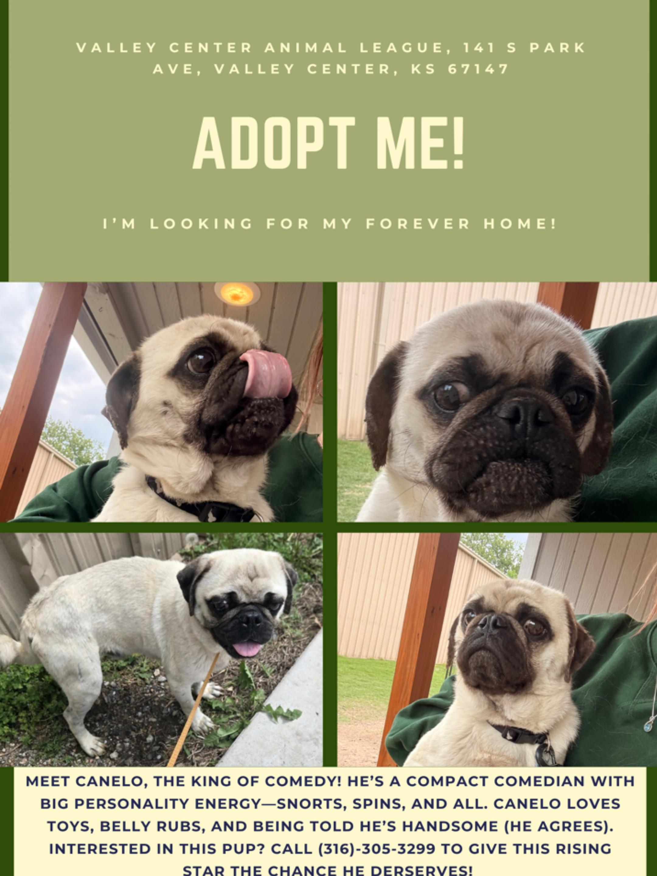 Canello, ADOPTABLE, Adult Male Pug.