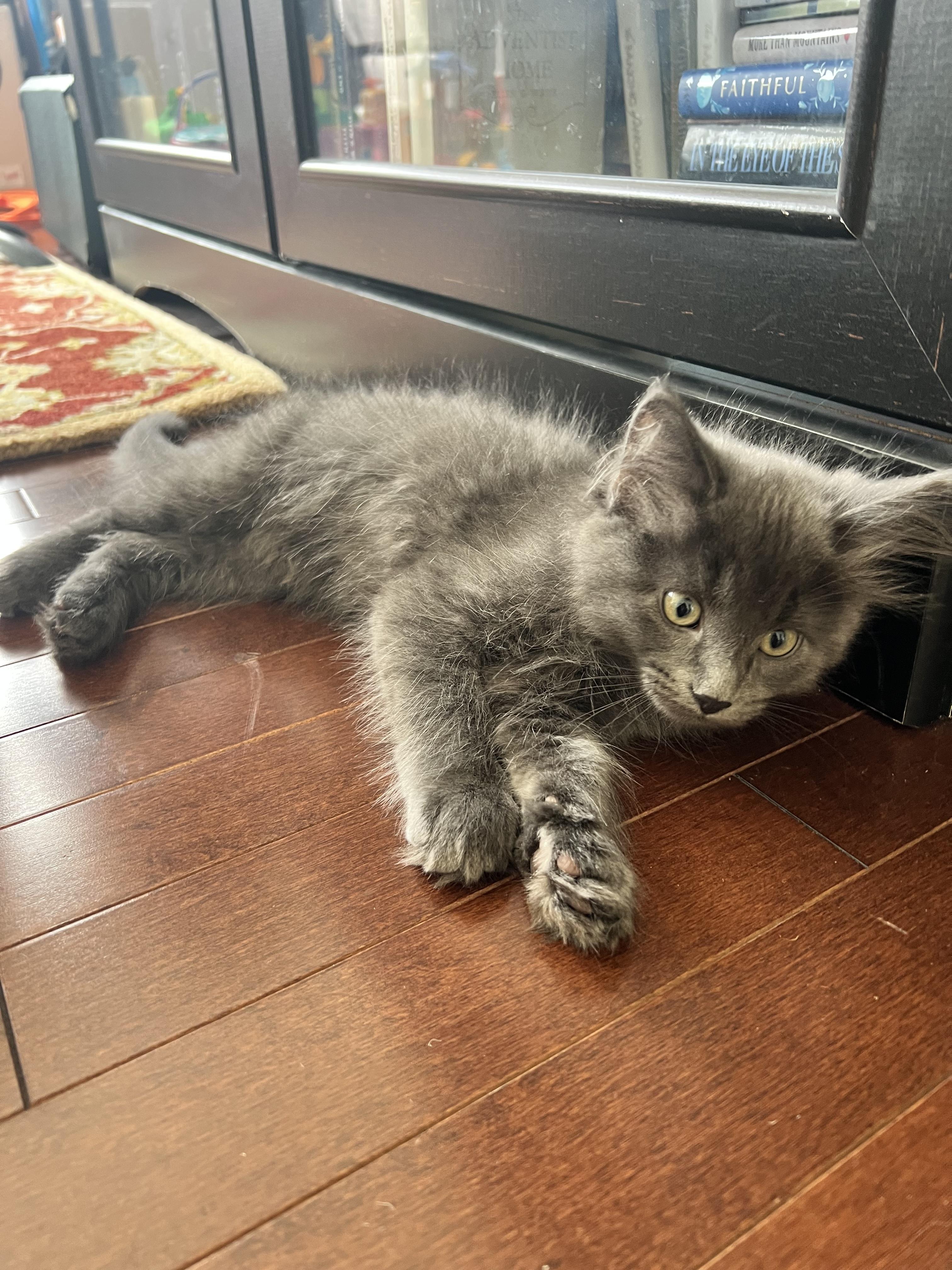 Enlarge Opus, an adopted Domestic Long Hair in Calgary, AB image 3/3