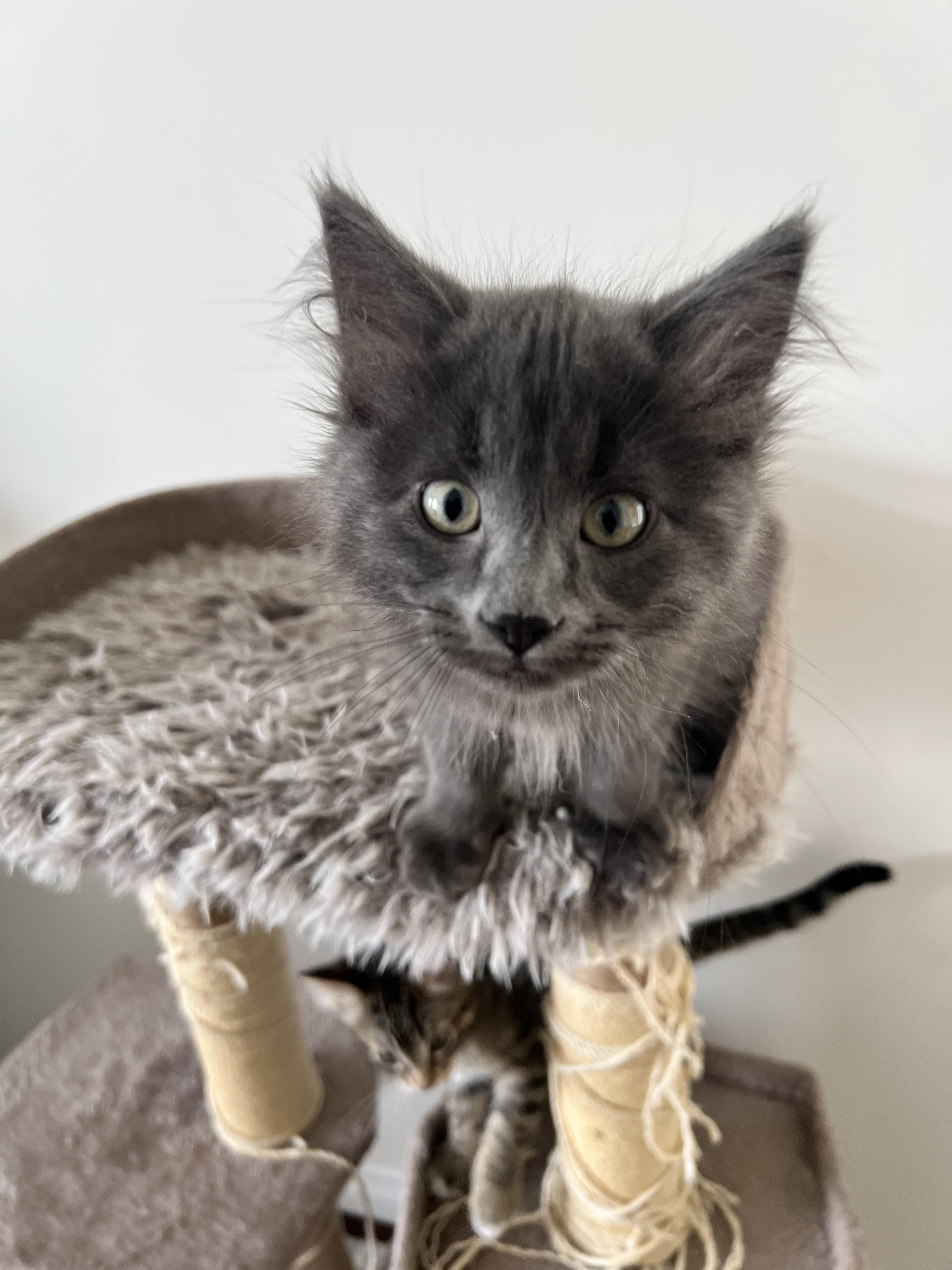 Opus, adopted, Kitten Male Domestic Long Hair.