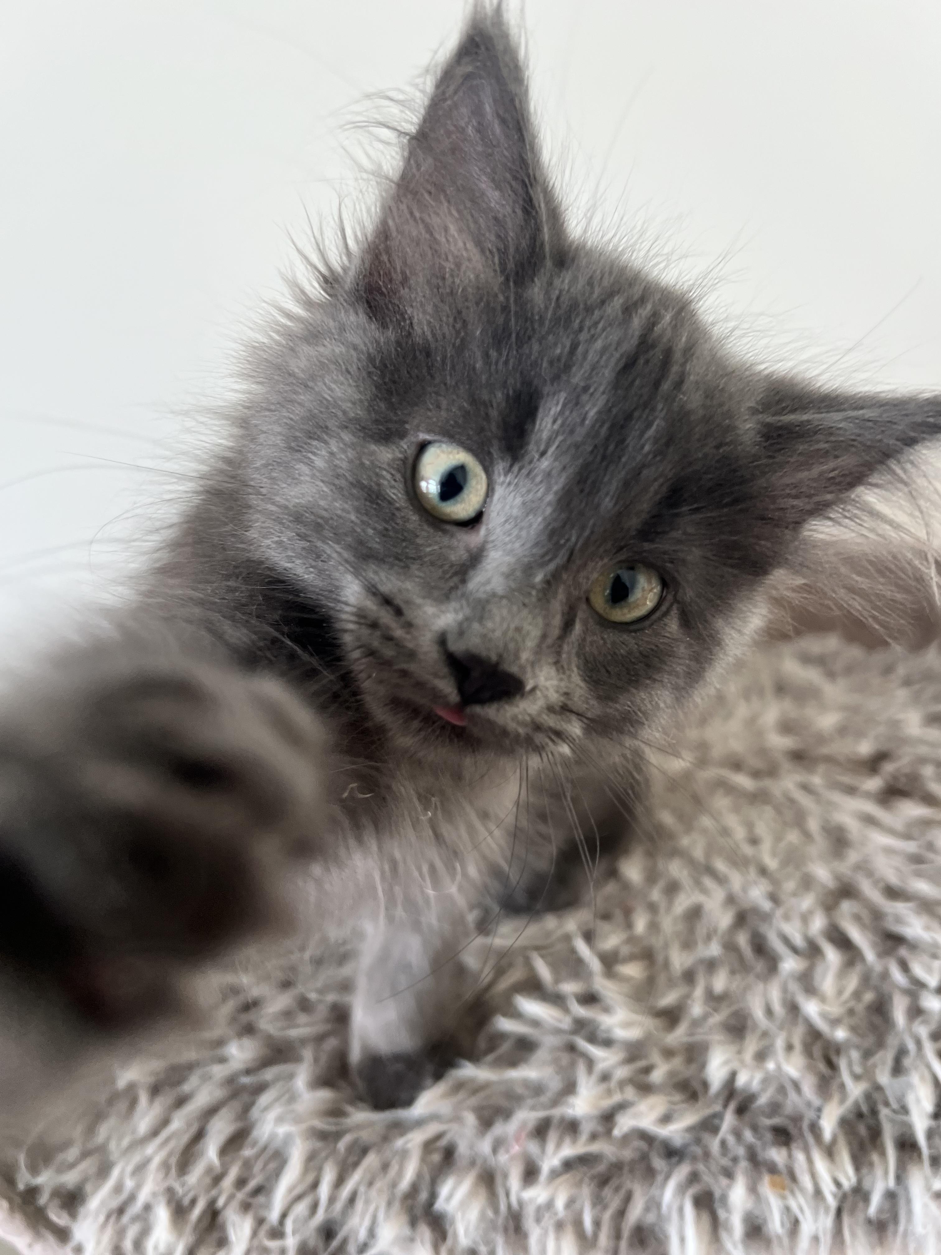 Enlarge Opus, an adopted Domestic Long Hair in Calgary, AB image 2/3