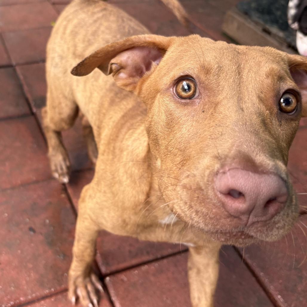 CHRISTINE, Adoptable, Young Female Mixed Breed & Mixed Breed.