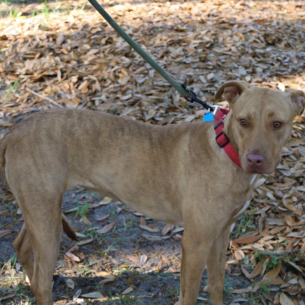 Enlarge CHRISTINE, a Adoptable mixed breed in QUINCY, FL image 2/5