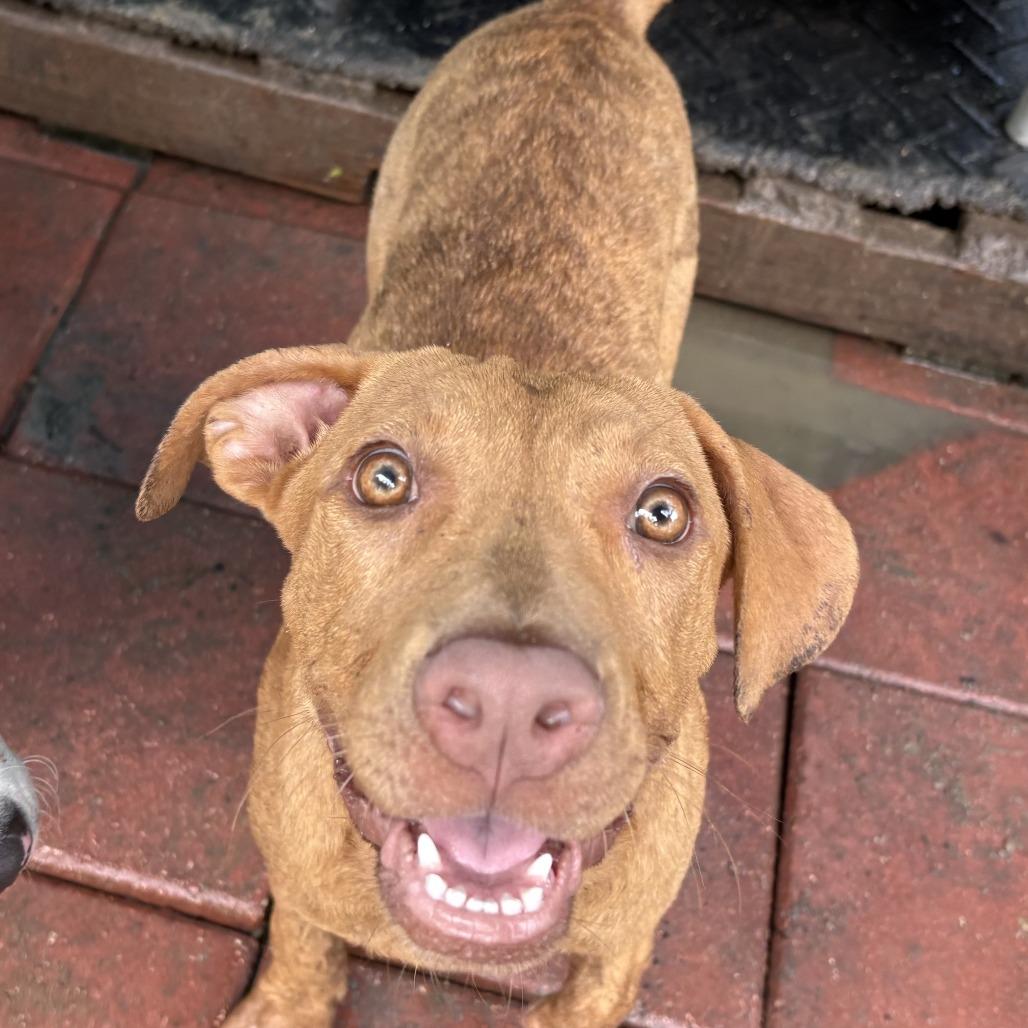 Enlarge CHRISTINE, a Adoptable mixed breed in QUINCY, FL image 2/3