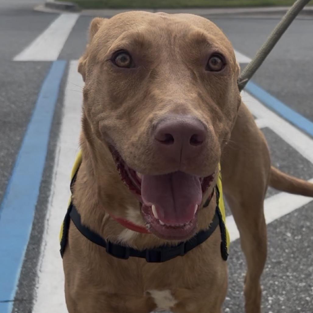 Enlarge CHRISTINE, a Adoptable mixed breed in QUINCY, FL image 4/5