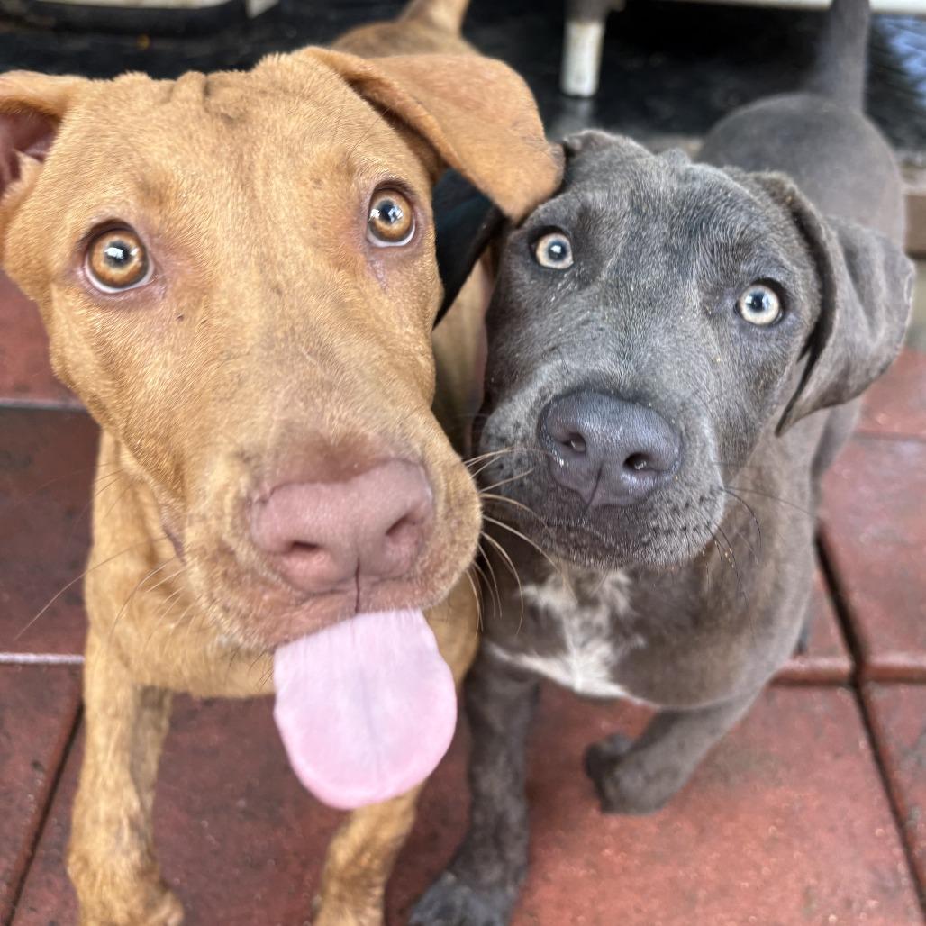 Enlarge CHRISTINE, a Adoptable mixed breed in QUINCY, FL image 3/3