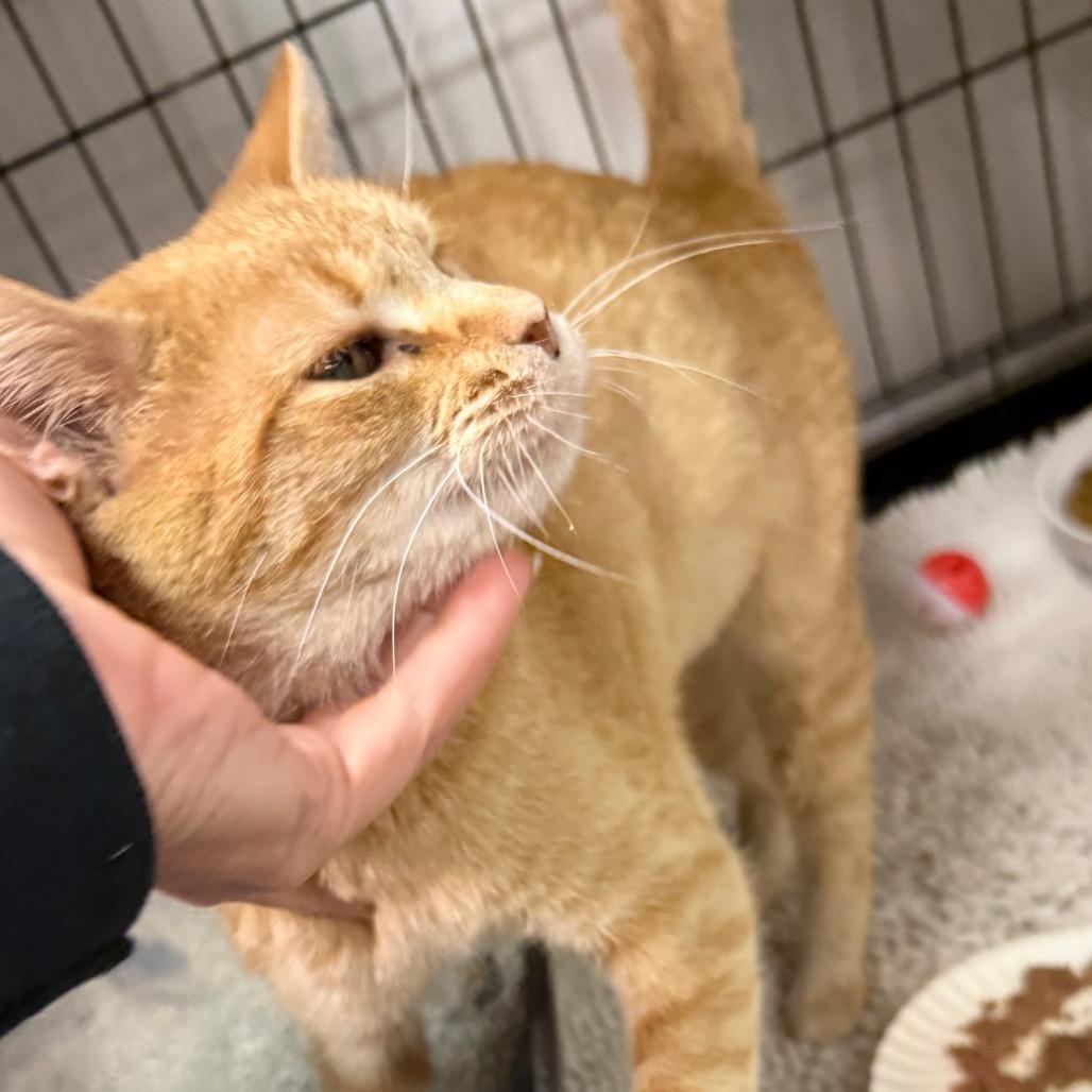 Enlarge Summer, a Adoptable Domestic Short Hair in Normal, IL image 1/4