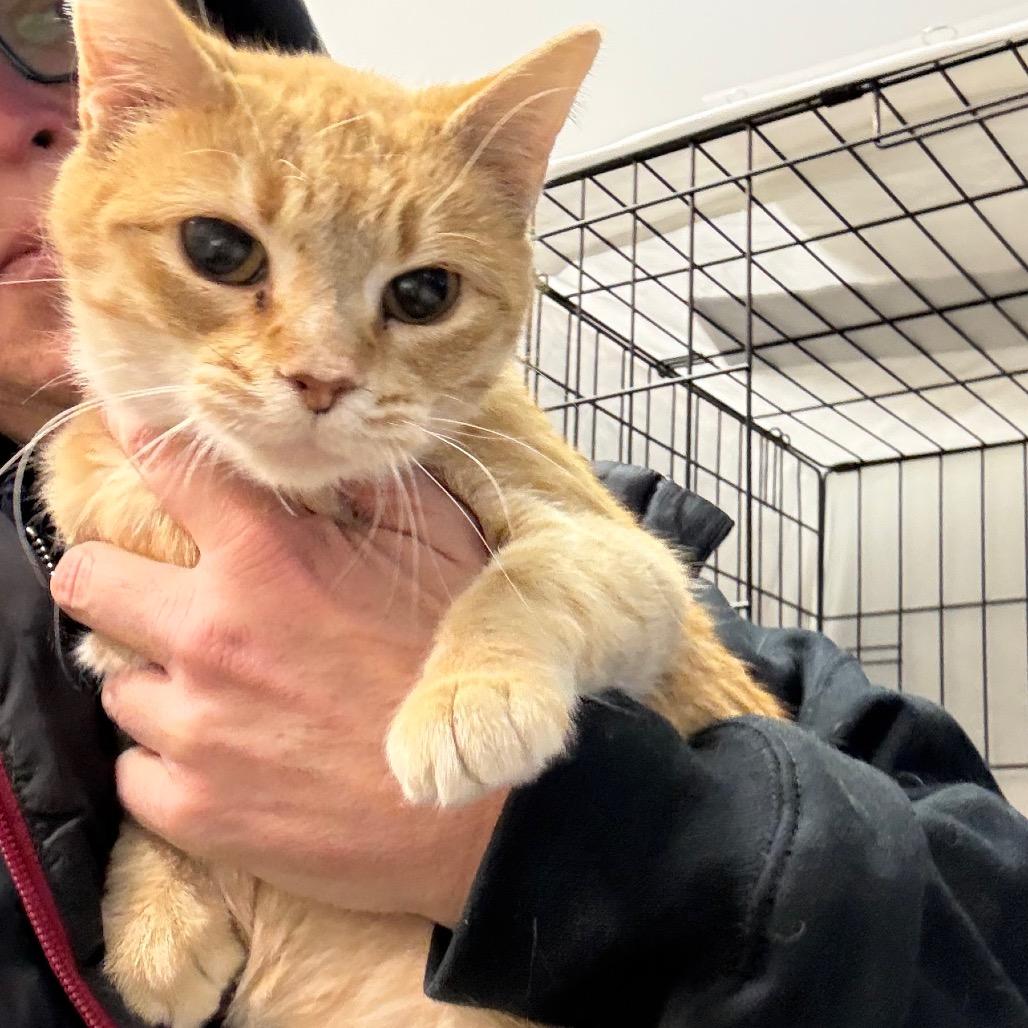 Enlarge Summer, a Adoptable Domestic Short Hair in Normal, IL image 2/4