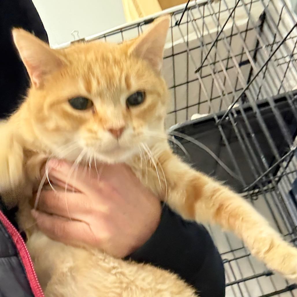 Enlarge Summer, a Adoptable Domestic Short Hair in Normal, IL image 3/4