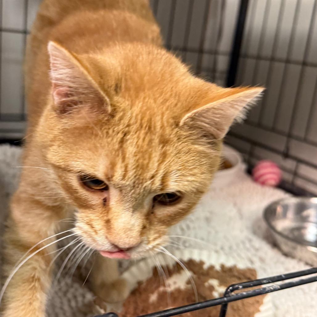 Enlarge Summer, a Adoptable Domestic Short Hair in Normal, IL image 4/4