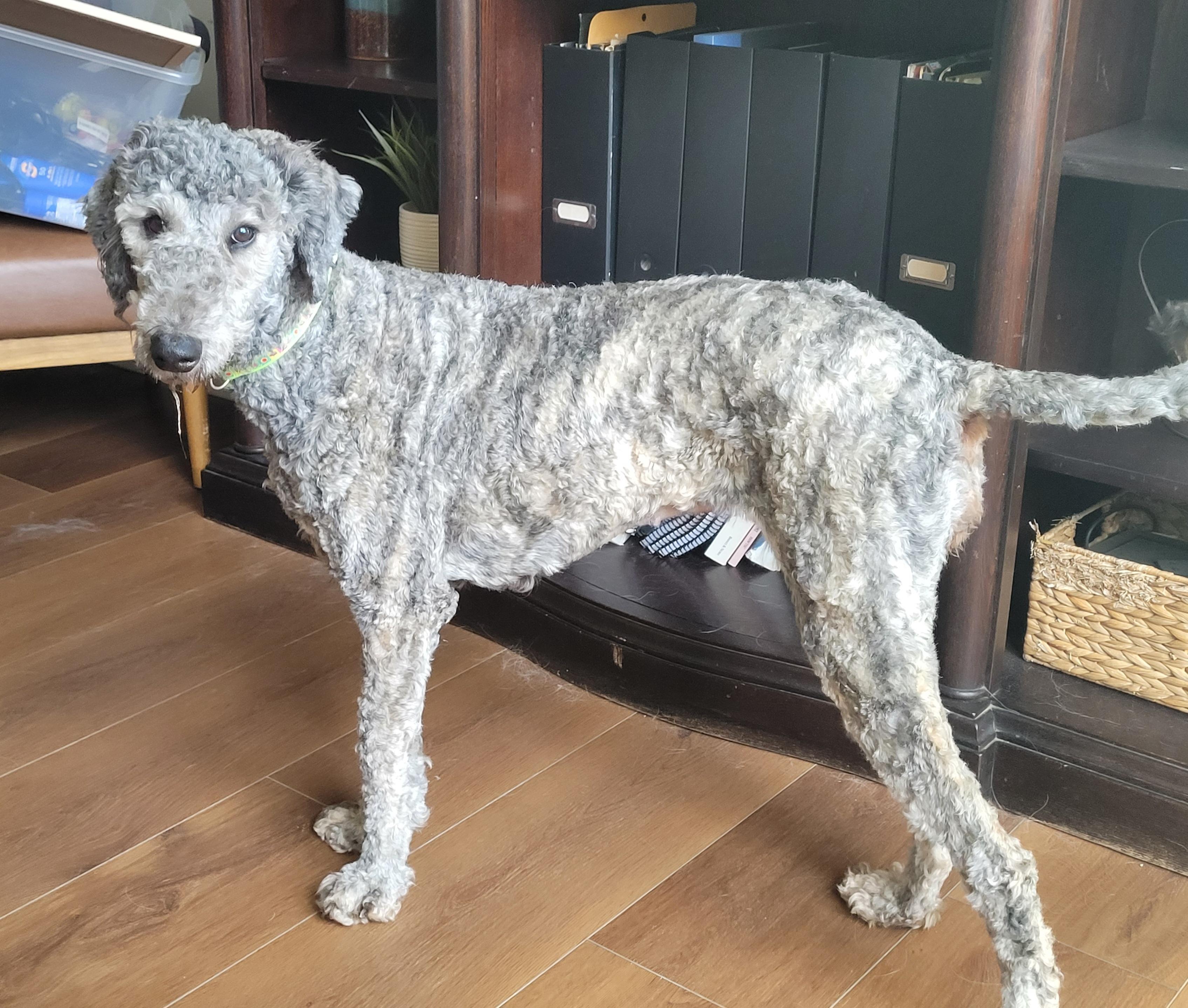 Enlarge Lennox, a ADOPTABLE Aussiedoodle in Clarksburg, MD image 1/6