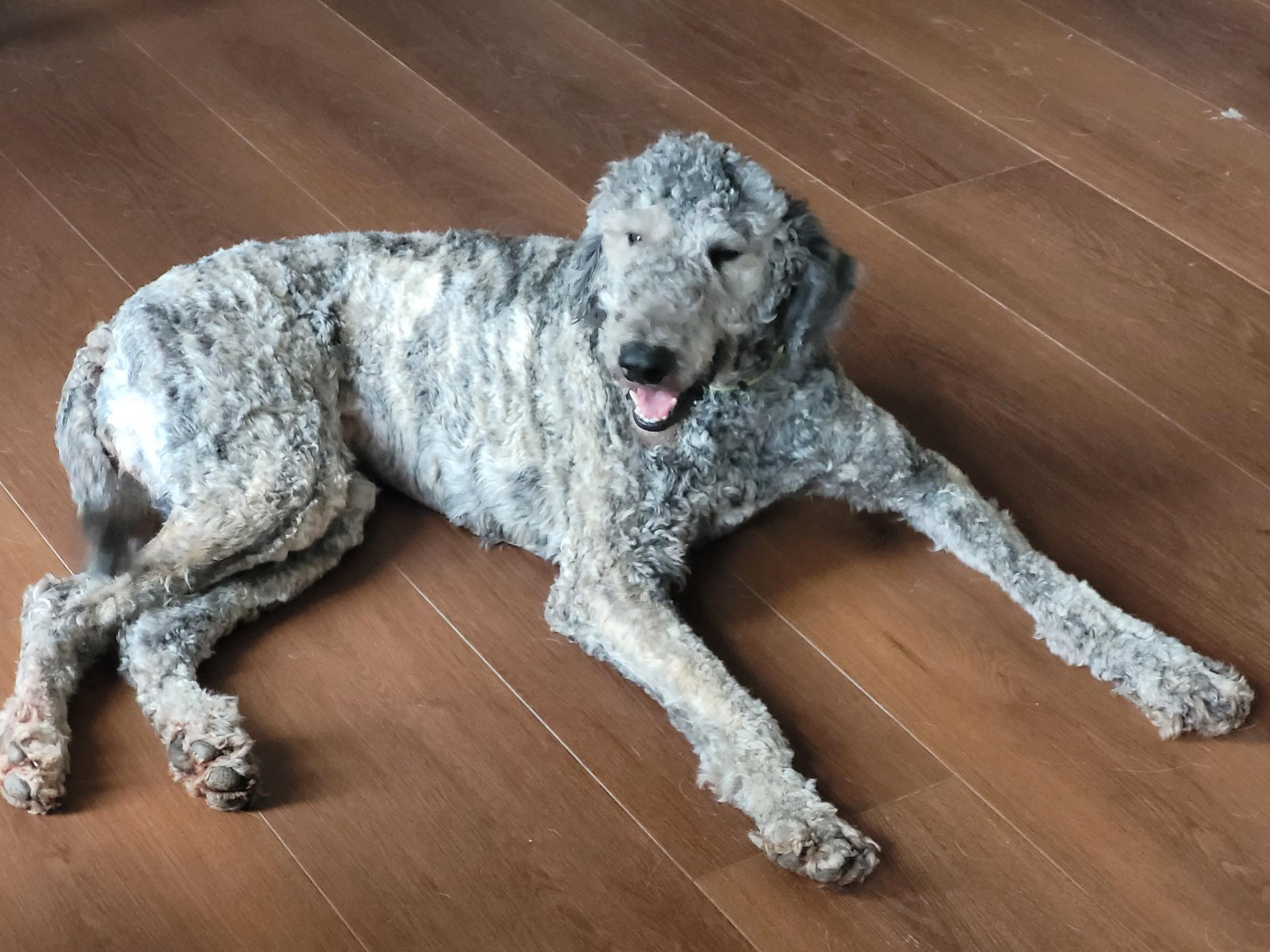 Enlarge Lennox, a ADOPTABLE Aussiedoodle in Clarksburg, MD image 3/6