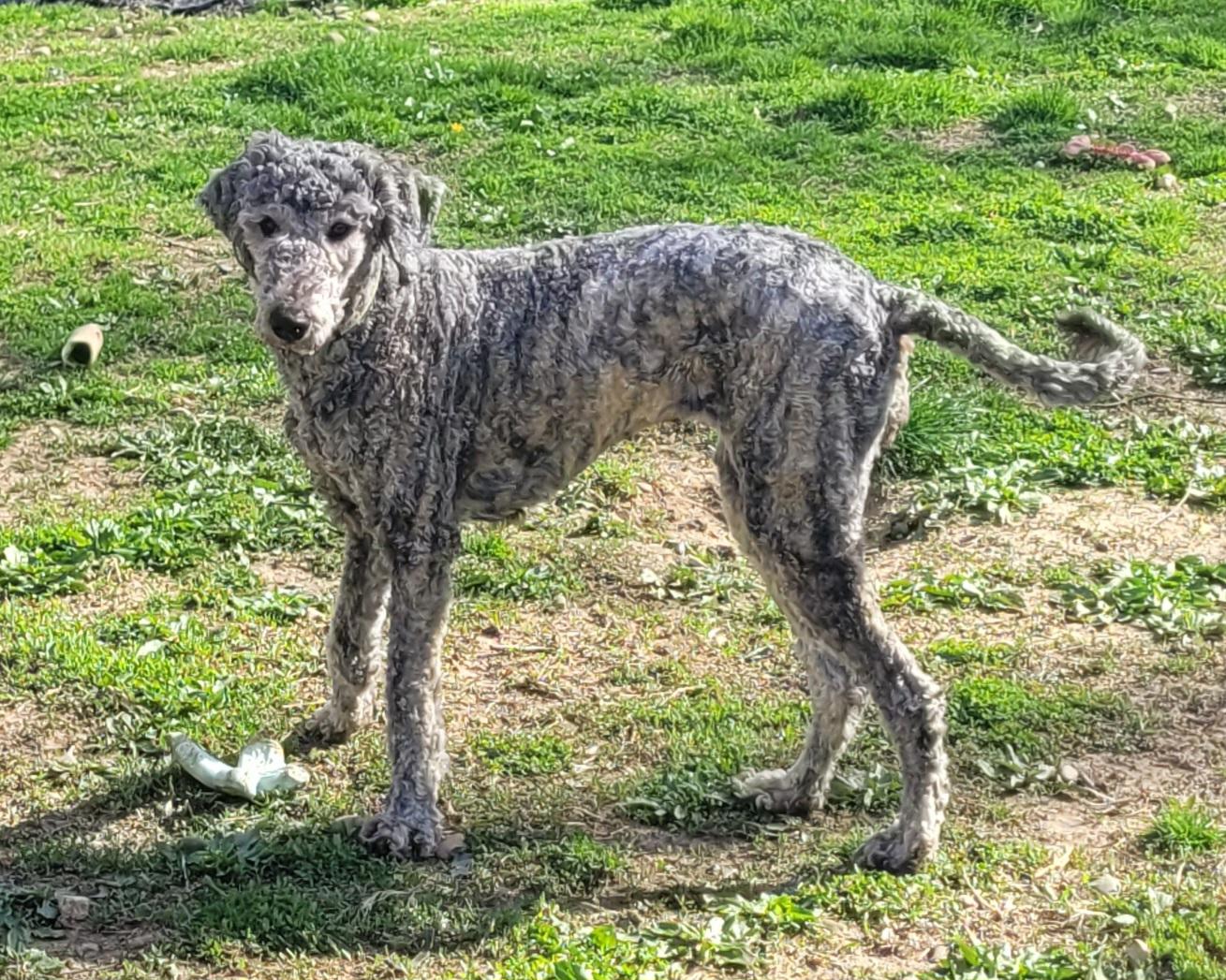 Enlarge Lennox, a ADOPTABLE Aussiedoodle in Clarksburg, MD image 5/6
