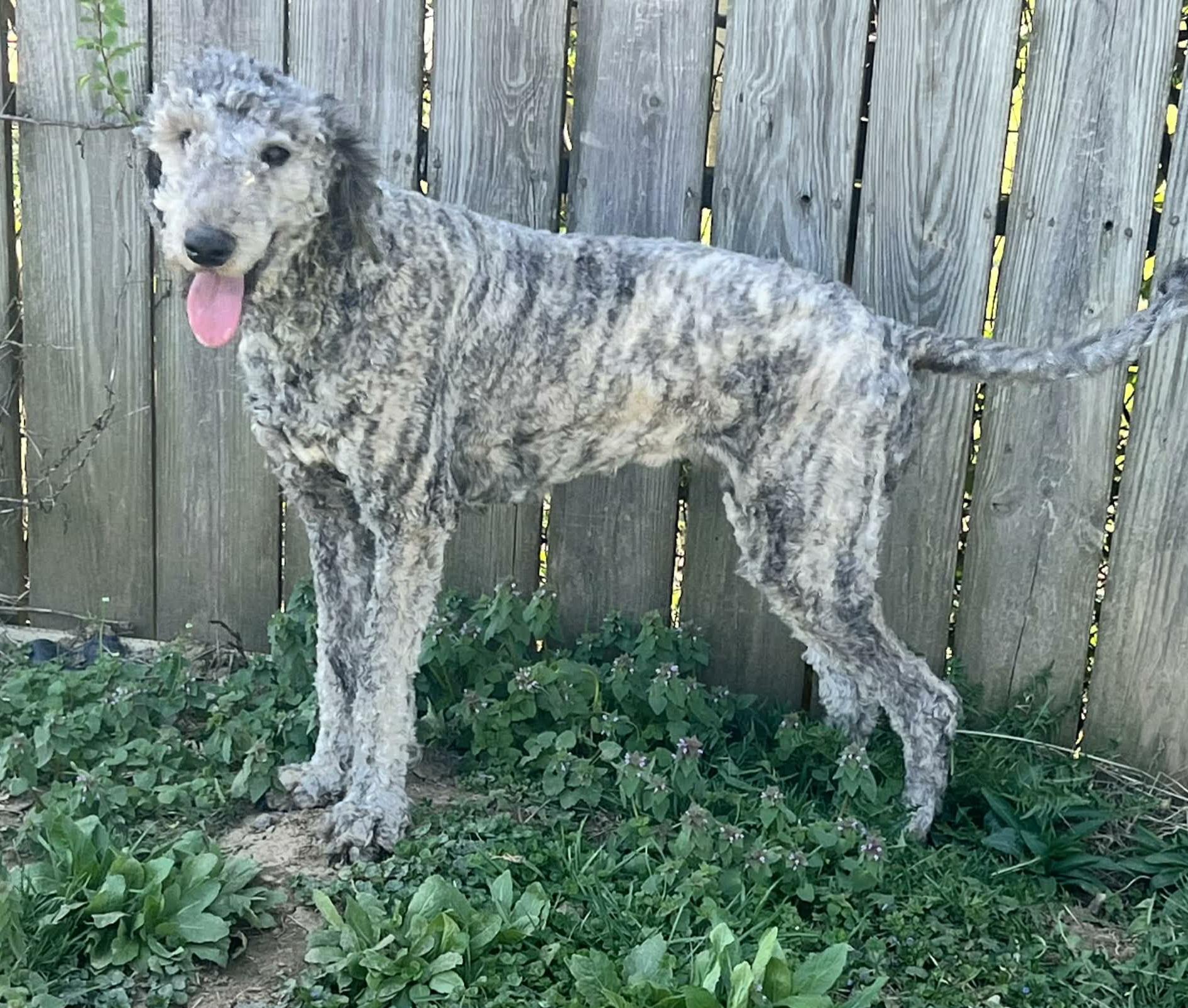 Enlarge Lennox, a ADOPTABLE Aussiedoodle in Clarksburg, MD image 6/6