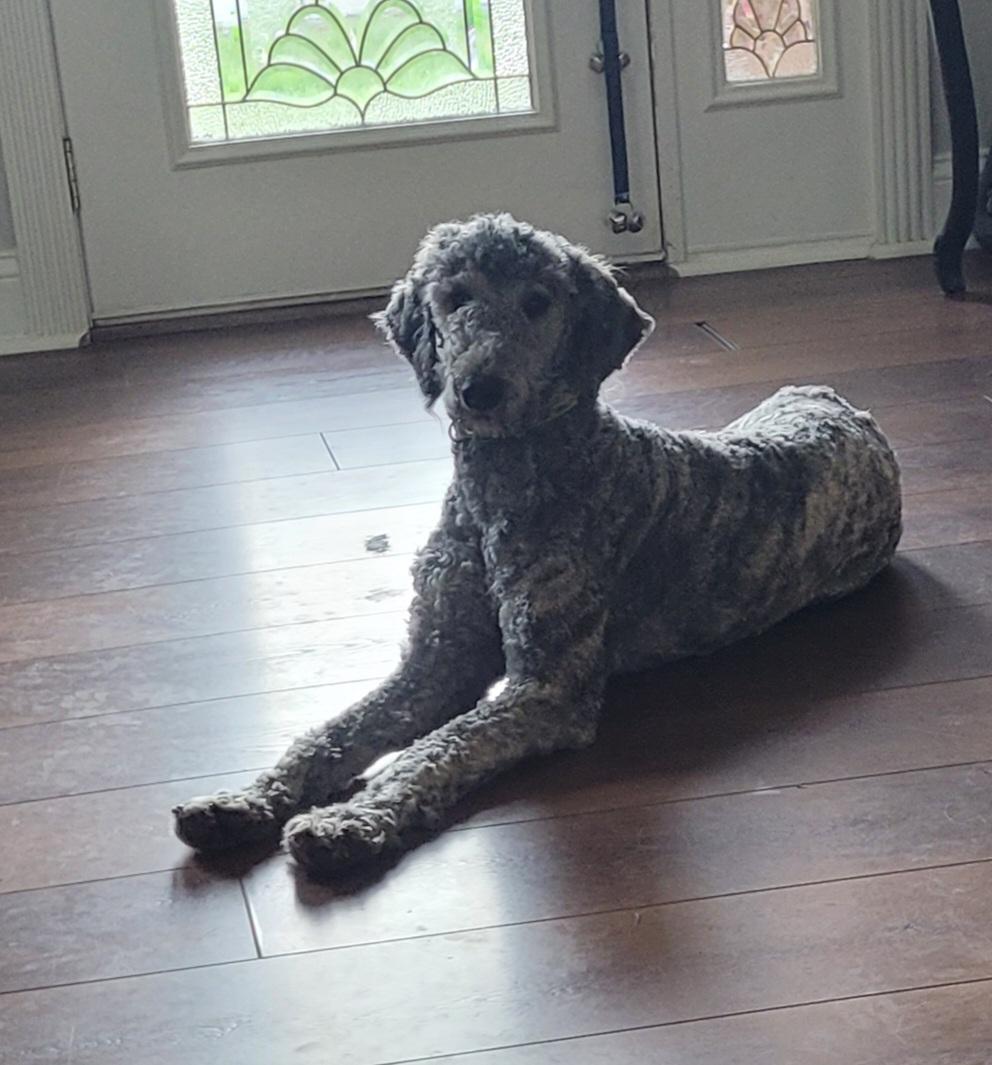 Enlarge Lennox, a ADOPTABLE Aussiedoodle in Clarksburg, MD image 4/6