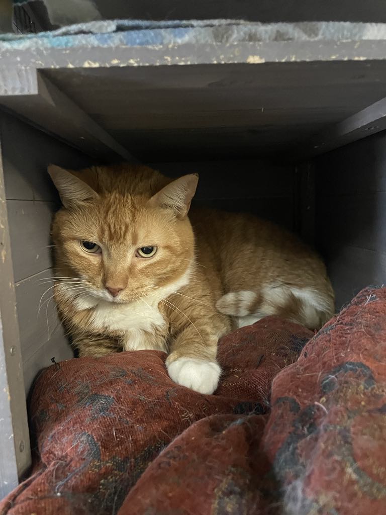 Tango, Adult Male unknown