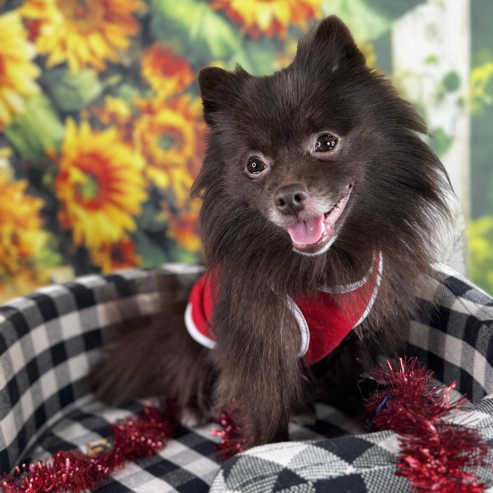 Enlarge Sammy, a Adoptable Pomeranian in Garland, TX image 1/3