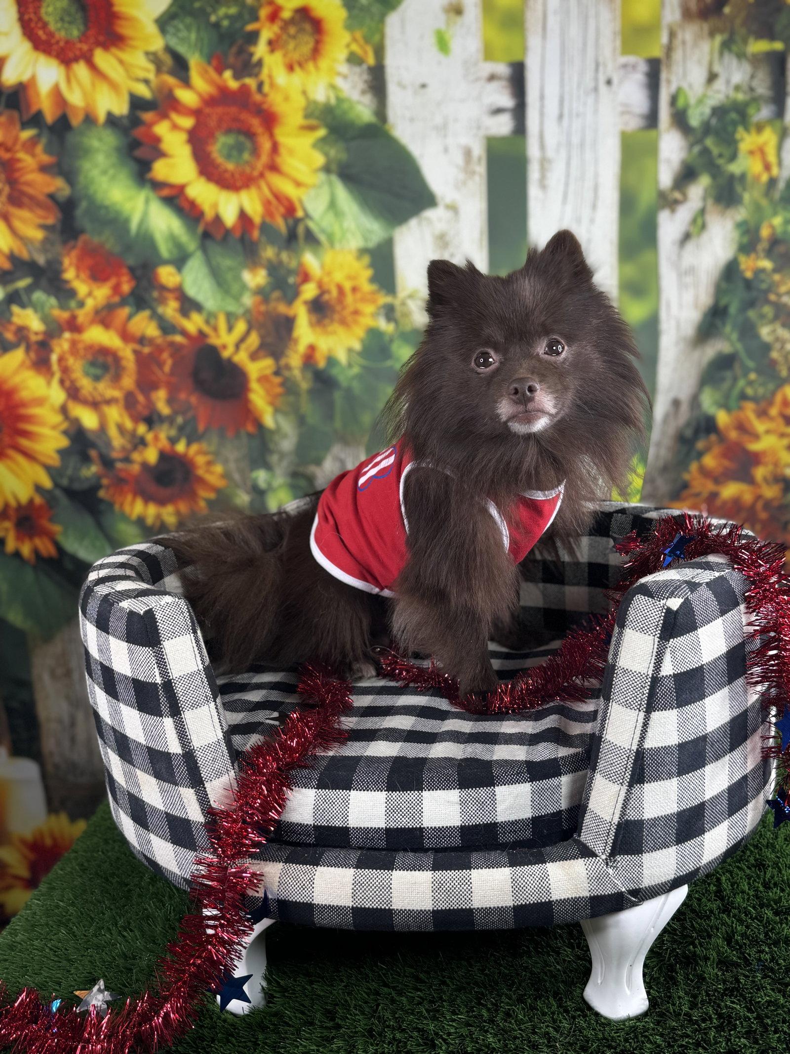 Enlarge Sammy, a Adoptable Pomeranian in Garland, TX image 2/3