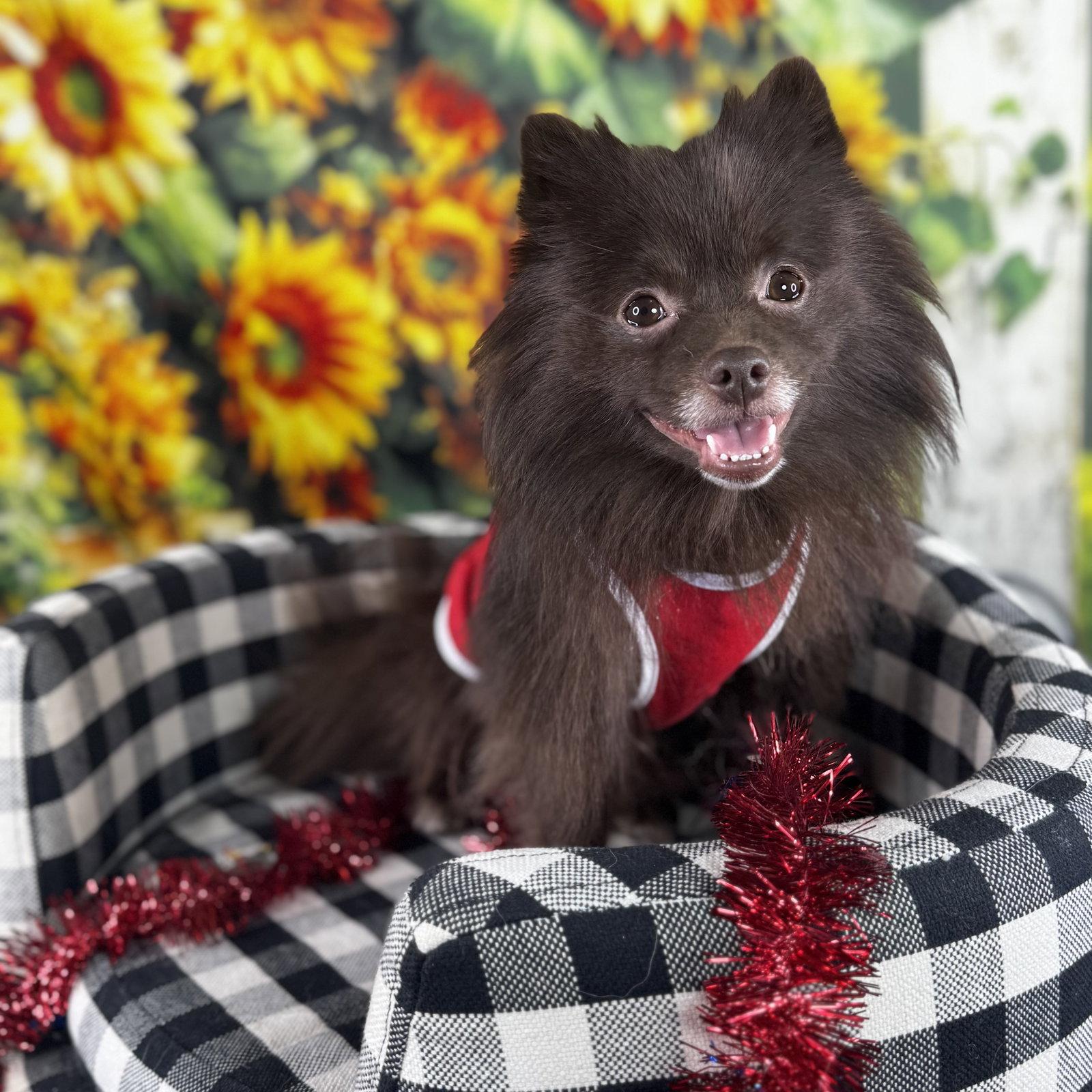 Enlarge Sammy, a Adoptable Pomeranian in Garland, TX image 3/3