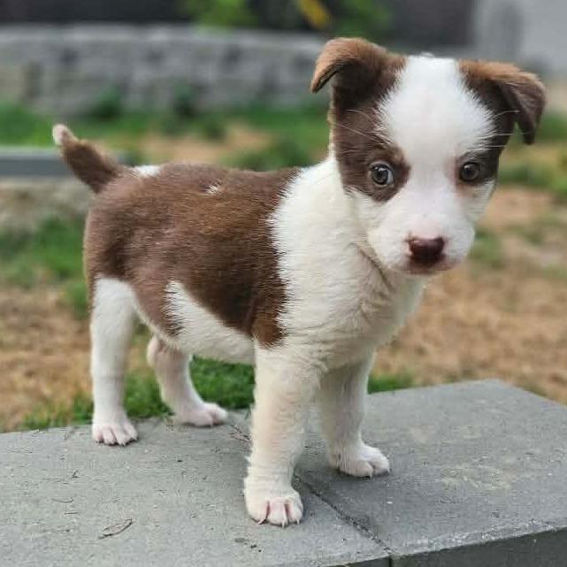 Delilah, a Adoptable mixed breed in Griswold, CT image 2/3
