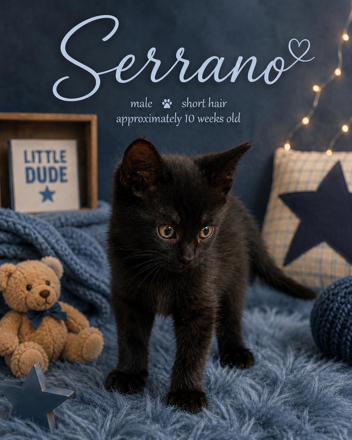 Enlarge Kittens available at PETSMART SOUTH RENO, a ADOPTABLE mixed breed in Reno, NV image 3/3