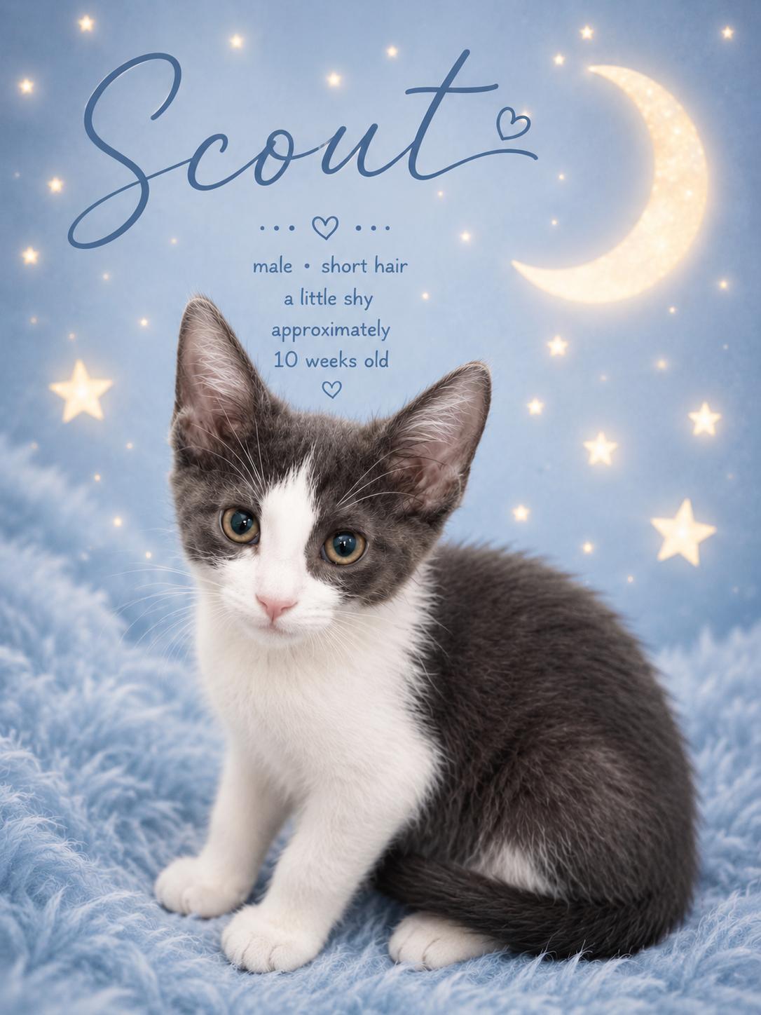 Enlarge Kittens available at PETSMART SOUTH RENO, a ADOPTABLE mixed breed in Reno, NV image 1/3