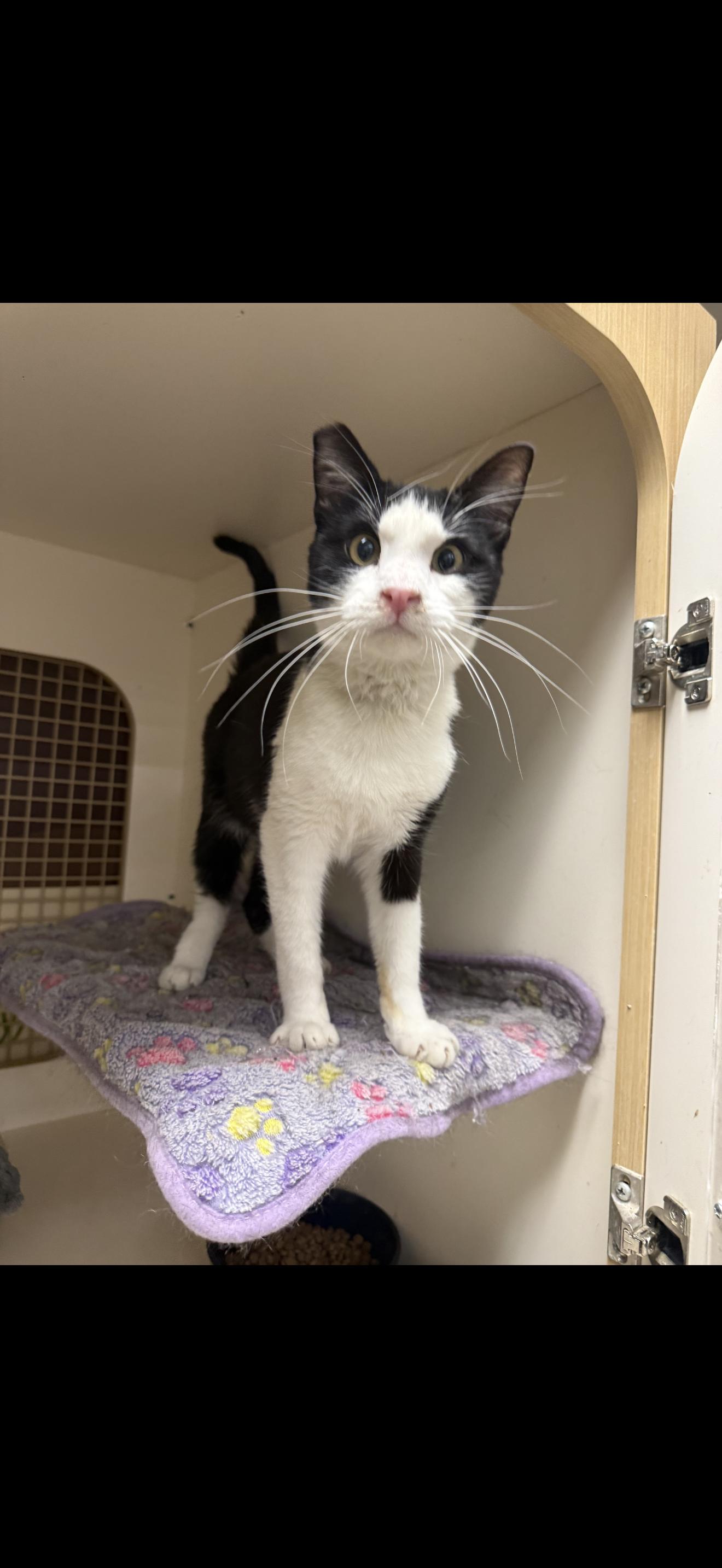 Enlarge Mimic, an adopted Tuxedo in Las Vegas, NV image 1/1