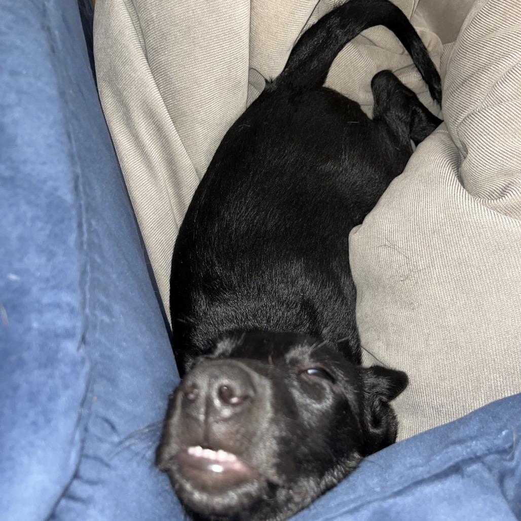Enlarge Cassie Nan, a Adoptable mixed breed in Goodlettsville, TN image 2/3