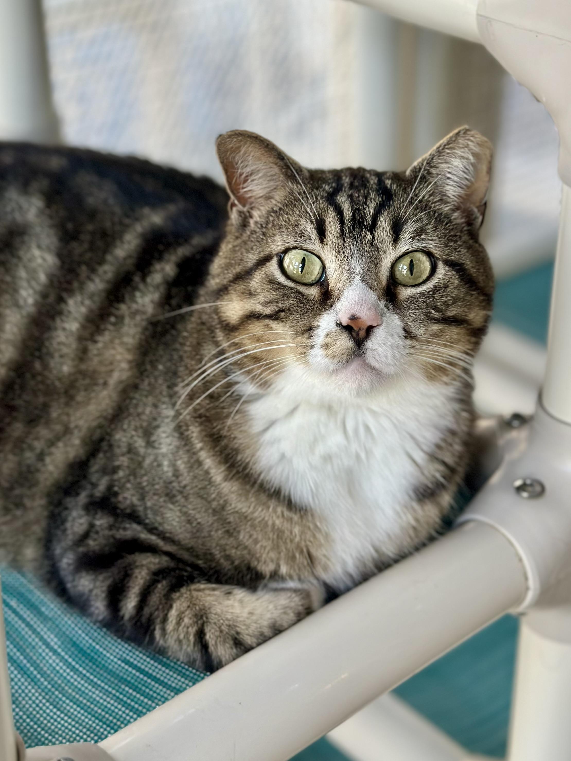 Garrison, a ADOPTABLE Domestic Short Hair in Faribault, MN image 1/6