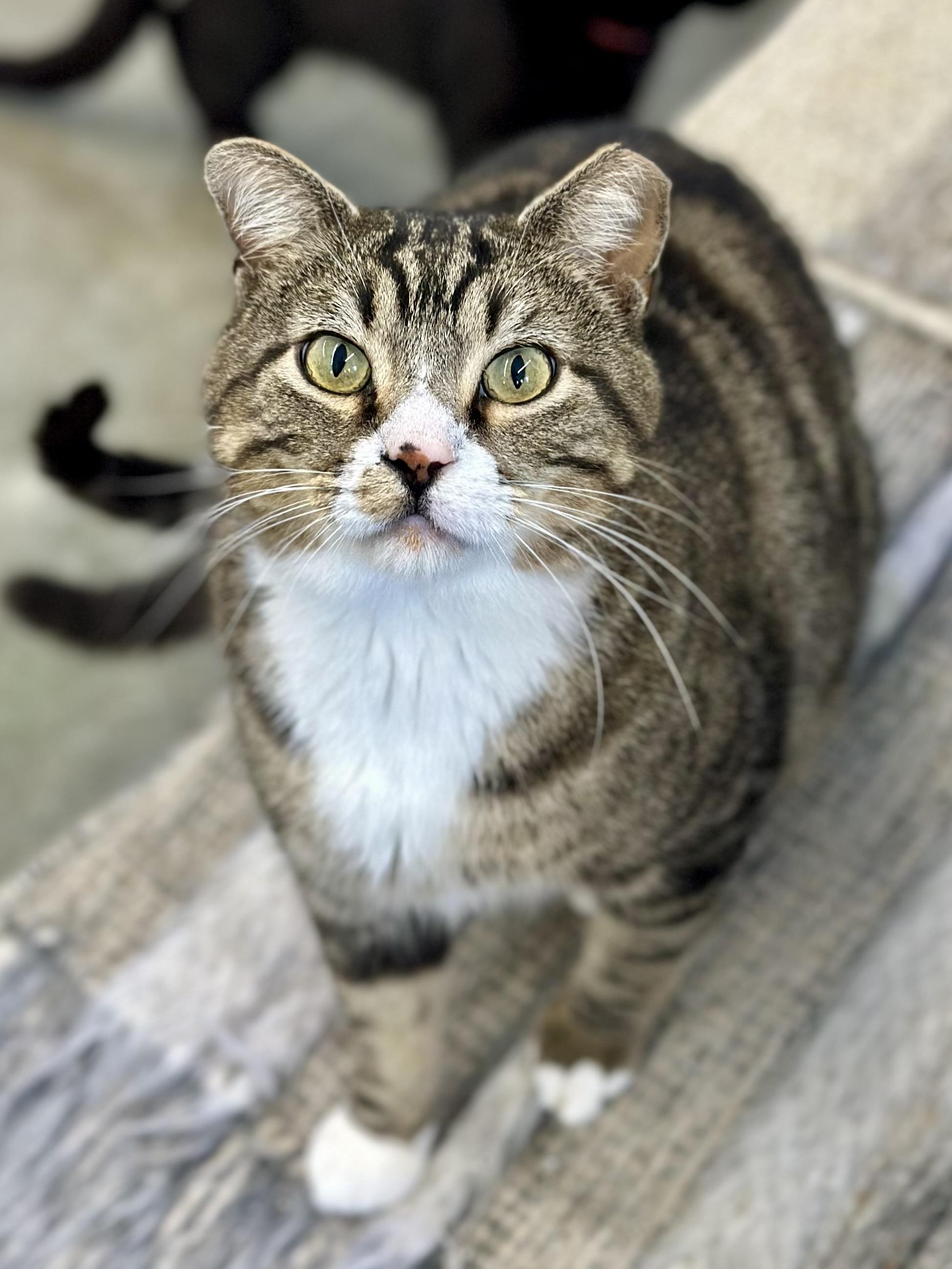 Garrison, a ADOPTABLE Domestic Short Hair in Faribault, MN image 3/6