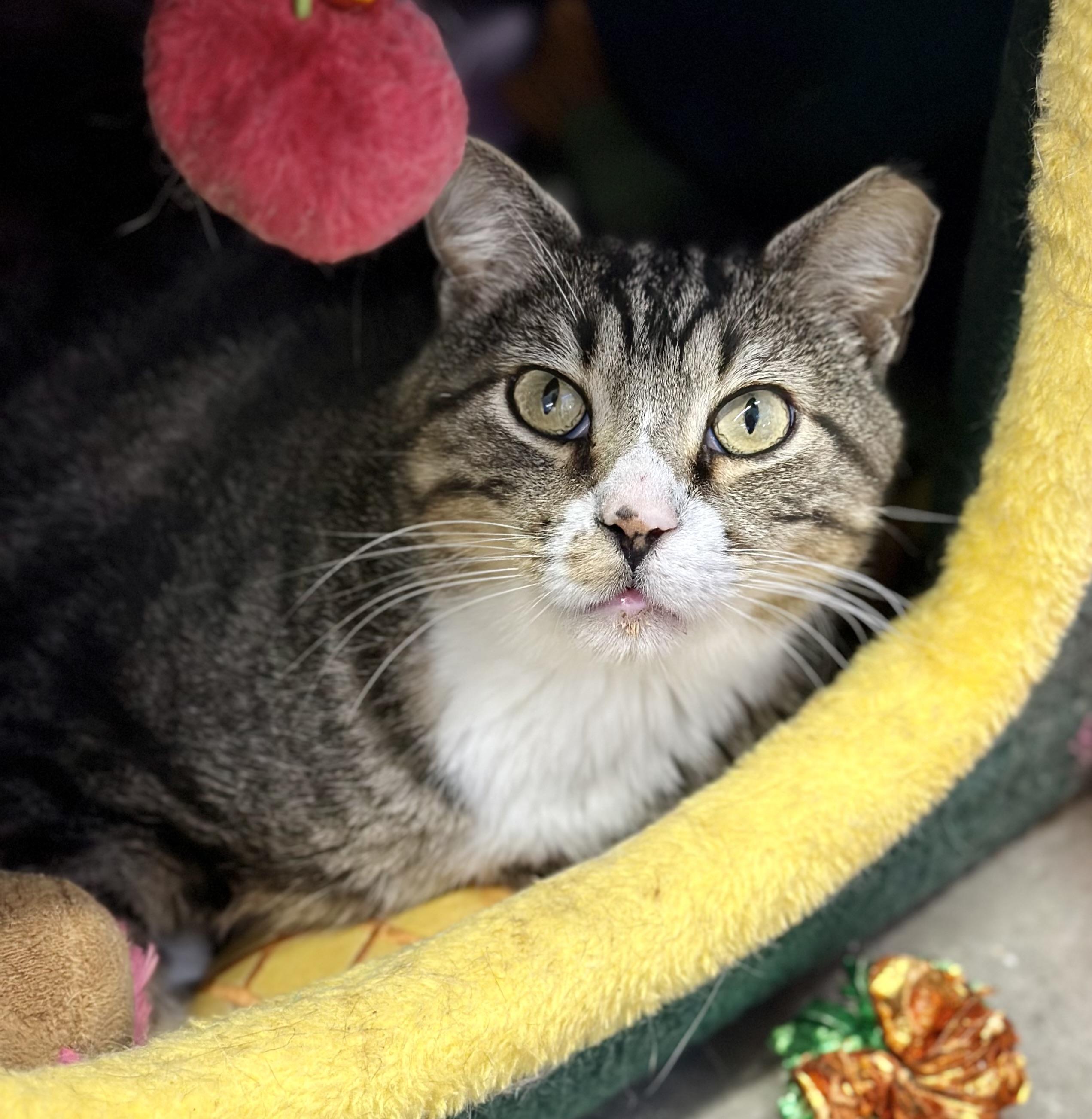 Garrison, a ADOPTABLE Domestic Short Hair in Faribault, MN image 5/6
