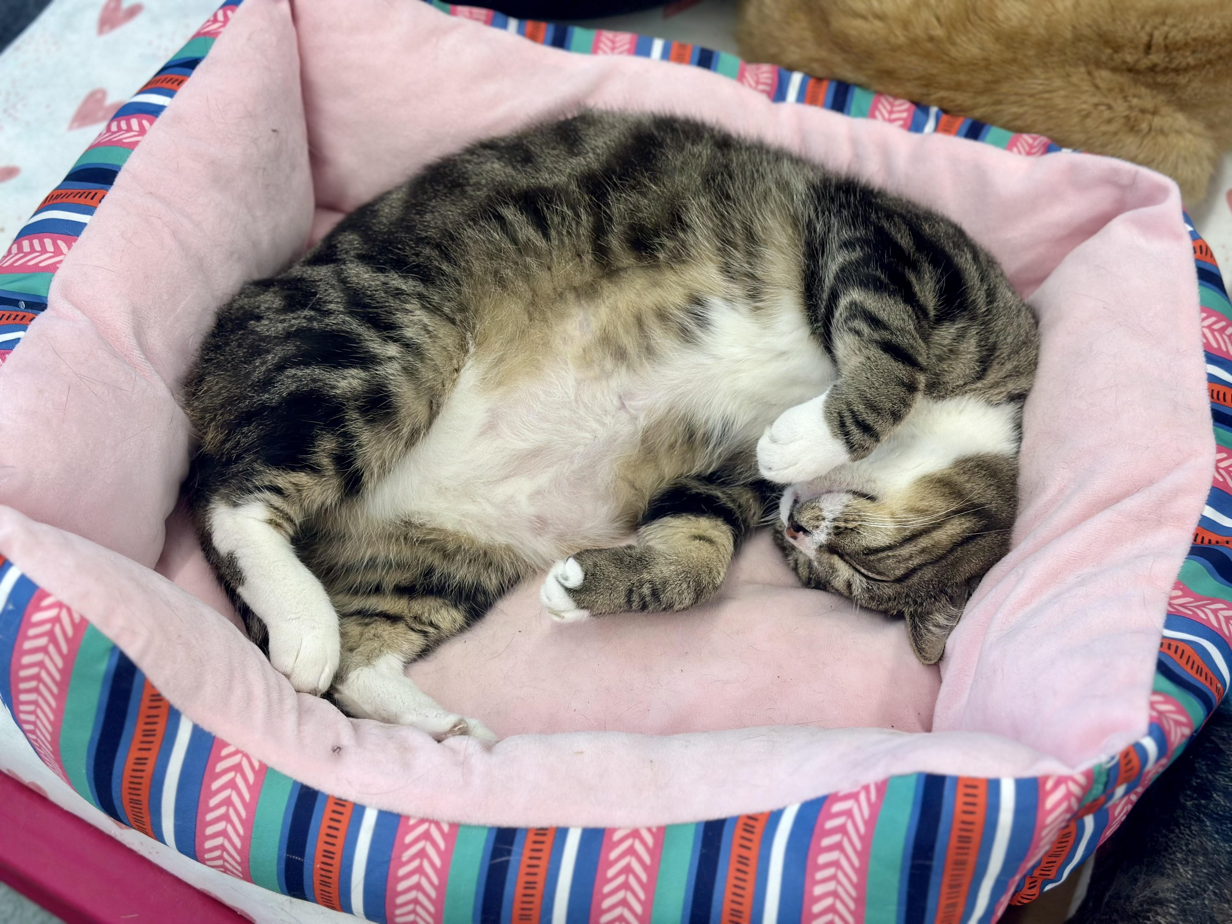 Garrison, a ADOPTABLE Domestic Short Hair in Faribault, MN image 2/6