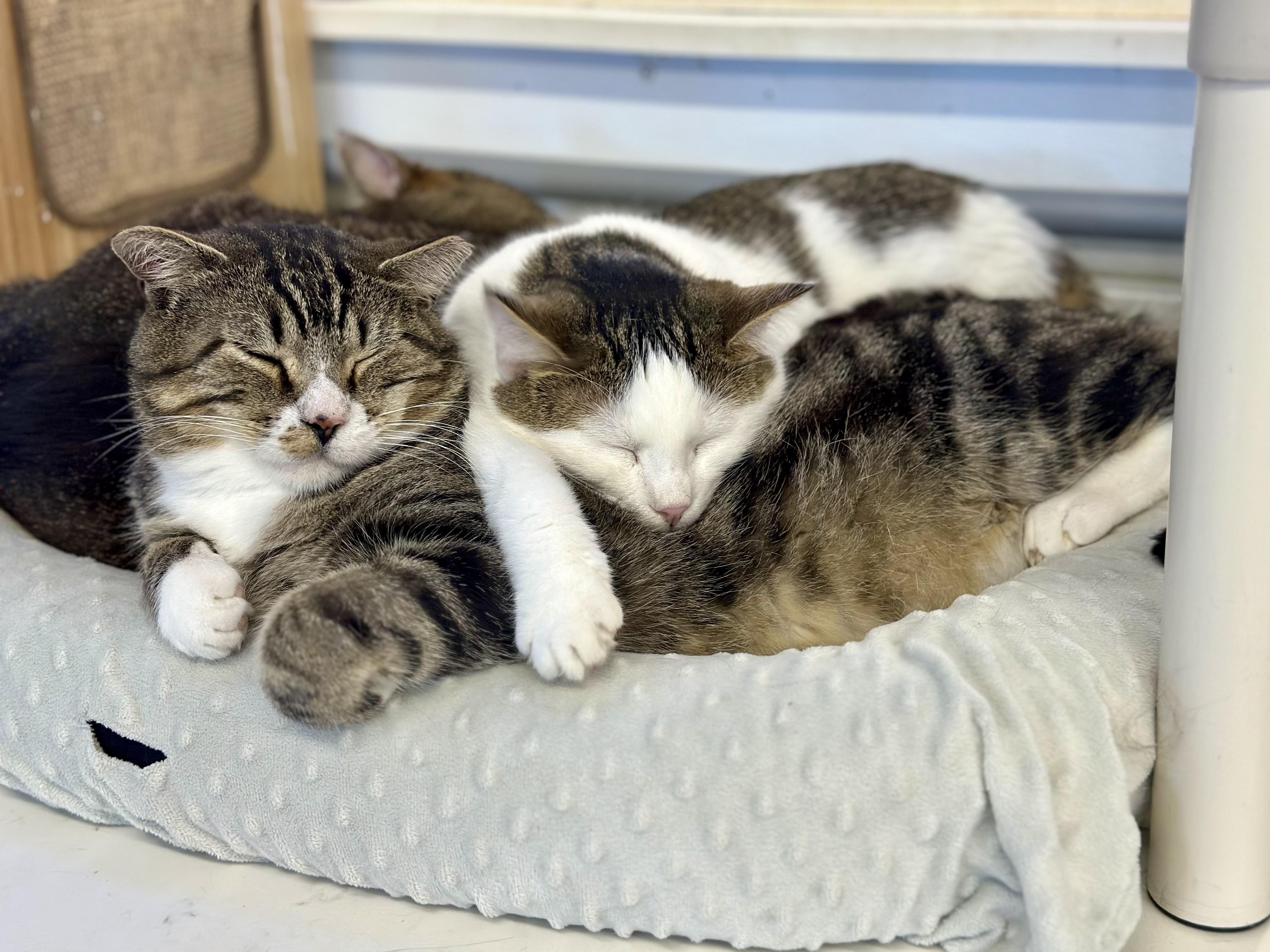 Garrison, a ADOPTABLE Domestic Short Hair in Faribault, MN image 4/6