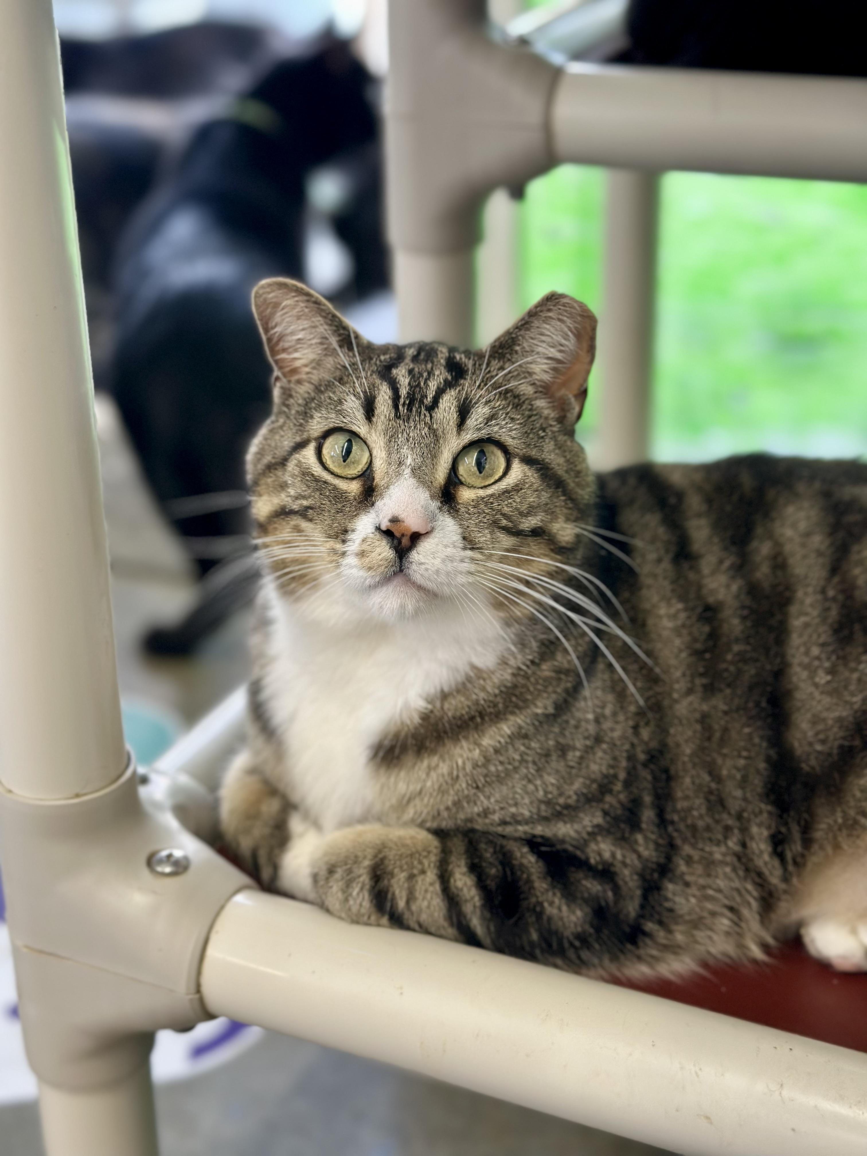 Garrison, a ADOPTABLE Domestic Short Hair in Faribault, MN image 6/6