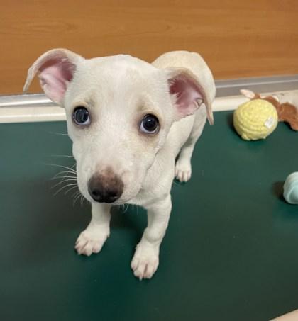 Niza, Adoptable, Puppy Female Chihuahua.